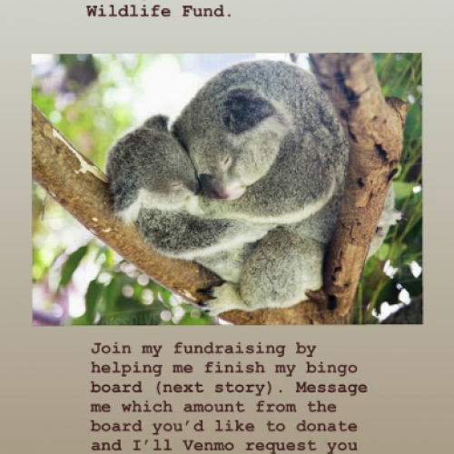 aasuccess-community-project-koalas bingo