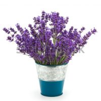aasuccess-go-green-lavender
