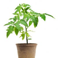 A young tomato seedling potted plant, a garden vegetable in a paper container, shown isolated on white background. Tomatoes may be organically grown and are a gardening food favorite for serious gardeners.